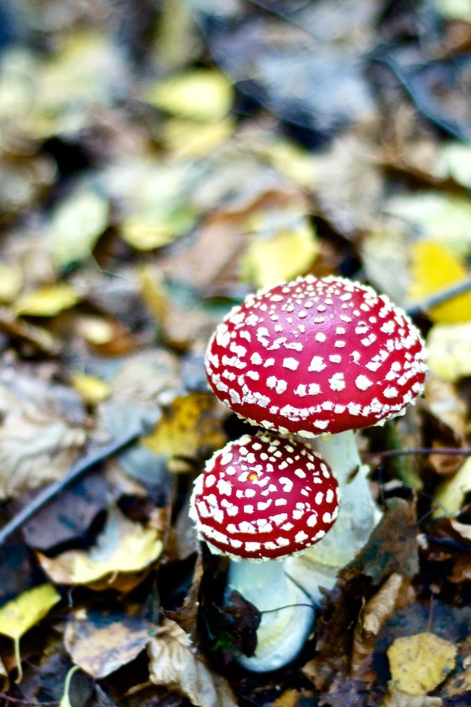 Pilze | Mushrooms